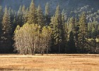 Fall in Yosemite  Ahwahnee Meadow.