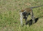 070  Vervet Monkey