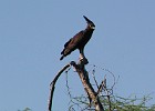 100  Long-Crested Eagle