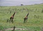 220  On the way from Ngorongoro Crater to Serengeti National Park.
