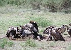 240  Vultures on a wildebeest (gnu) carcass
