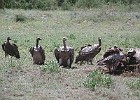 250  Vultures on a wildebeest (gnu) carcass