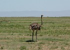 280  Ostrich