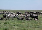 290  Between the Ngorongoro Crater and Serengeti