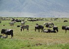550  wildebeest and zebra