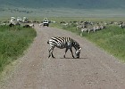 720  zebra-crossing