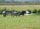 730  zebra, wildebeest and hippo