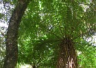 111  NZ Fern