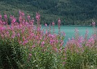 DSC 0617  Fireweed is everywhere.