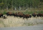 DSC 1460  Buffalo along the Alaskan Highway.