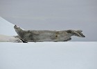 DSC 0195  Crabeater seal.