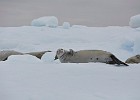 DSC 0236  Crabeater seals.
