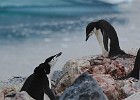 DSC 2507  Aptly named Chinstrap penguins.