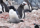 DSC 2513  Ad�lie with chick in the foreground, gentoo behind it.