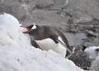 DSC 0428  Thirsty Gentoo.