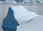 DSC 2197  Penguins on a floating iceberg in the Gerlach Channel.