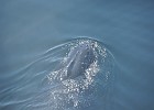 DSC 8010  Humback whale spotted from the bridge.