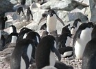 DSC 2368  Porcquoi Pas Island is home to Ad�lie penguin.