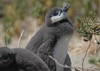 DSC 1613  Our first penguins on this trip! Magellanic penguin chicks.
