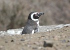DSC 1619  Magellanic penguin.