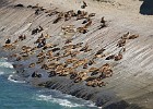 DSC 1739  Seal colony.