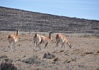 DSC 6218  Guanacos (Lama guanicoe) are native to South America. They are found in the altiplano of Argentina, Bolivia, Chile, Colombia, Ecuador and Peru.