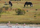 DSC 1518  Driving back from the glacier to El Calafate we saw Pink Flamingos.