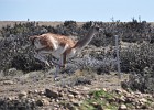 DSC 5857  Guanacos are usual very able jumpers but this one decided to run along the fence.
