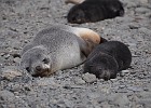 DSC 7363  Fur seal mummy and pup.