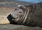 DSC 1936  On arrival on the beach we were greeted by elephant seals.