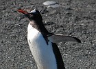 DSC 1949  Gentoo Penguin.