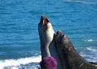 DSC 2022  Elephant seals showing off.