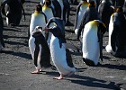 DSC 2023  Gentoo stroll amongst Kings.