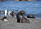 DSC 6902  Fur seal pup.