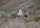 DSC 7530  Giant Petrel.
