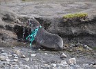 DSC 7666  We saw this little guy with fishing netting around his neck, which would eventually kill it. Members of our expedetion team manged to cut it off and give it a chance again.