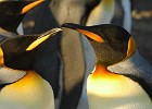 DSC 1861  The early sunlight shows the King Penguins in all their glory.