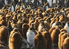 DSC 1862  King Penguins chicks and one molting adolescent.