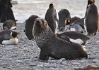 DSC 6611  Fur seal pup.