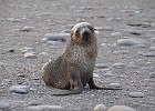 DSC 6645  Ain't I just the cutest fur seal pup ever?