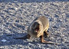 DSC 6770  Beachmaster. The fur seals train to later protect their spot on the beach.