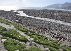 DSC 6781  This King Penguin colony boasts 200,000 pairs and their chicks.