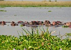 DSC4141  Hippos. Murchison Falls National Park.