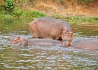 DSC4232  Hippos. Nile cruise to Murchison Falls. Murchison Falls National Park.
