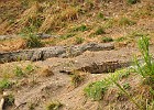 DSC4391  Crocodiles. Nile cruise to Murchison Falls. Murchison Falls National Park.