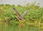 DSC4704  Goliath Heron. Cruise to Albert Nile Delta. Murchison Falls National Park.