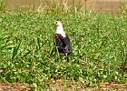 DSC4835  African Fish Eagle. Cruise to Albert Nile Delta. Murchison Falls National Park.