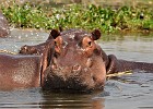 DSC4884  Hippo. Cruise to Albert Nile Delta. Murchison Falls National Park.