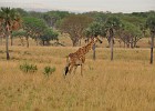 DSC4991  Giraffe. Late afternoon gamedrive. Murchison Falls National Park.