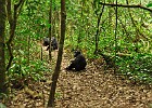 DSC5259  Chimpanzees. Kibale National Forest.